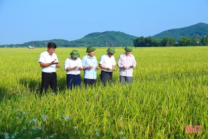 Cánh đồng lớn, sản xuất lớn ở Hà Tĩnh